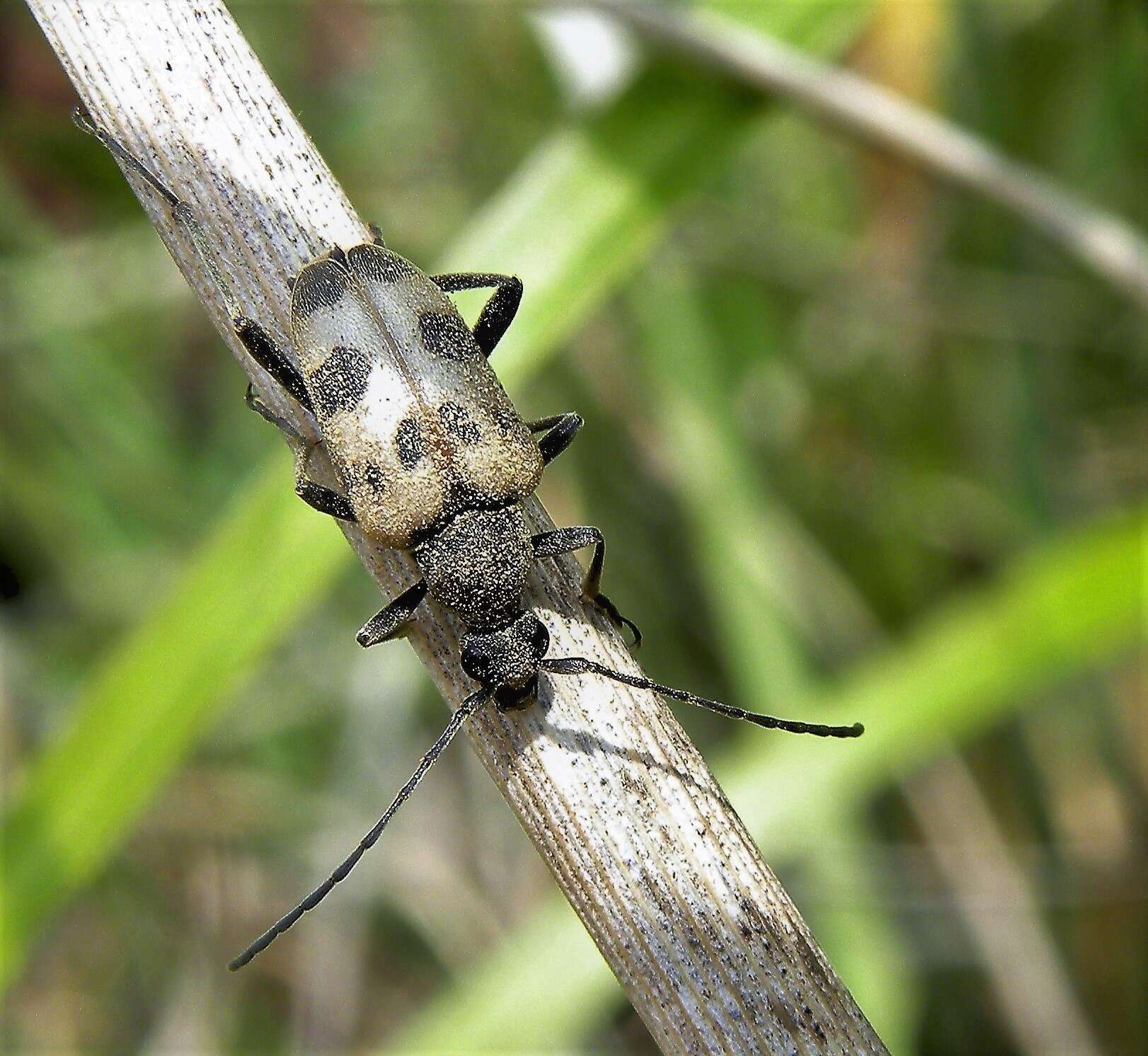 Image of Pachytodes