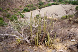 Imagem de Cleistocactus tominensis subsp. micropetalus (F. Ritter) Mottram