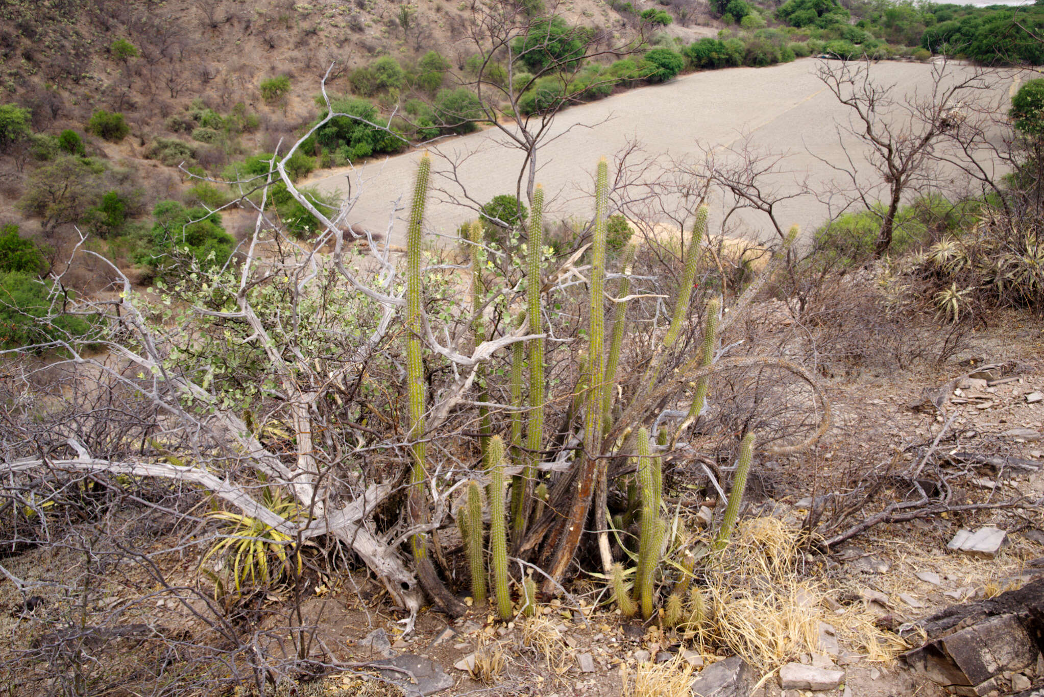 Cleistocactus tominensis subsp. micropetalus (F. Ritter) Mottram的圖片