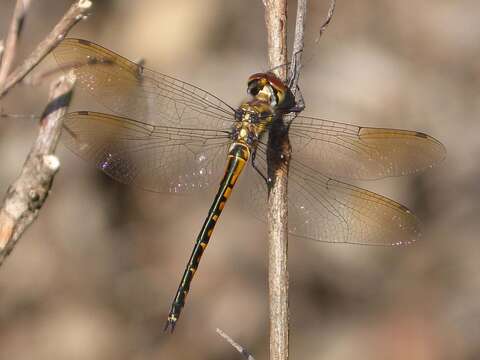 Image of Sentry Dragonfly