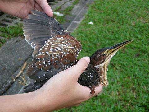 Image of Schrenck's Bittern