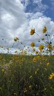 Image of prairie sunflower