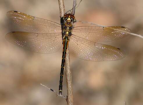 Sivun Hemicordulia australiae (Rambur 1842) kuva