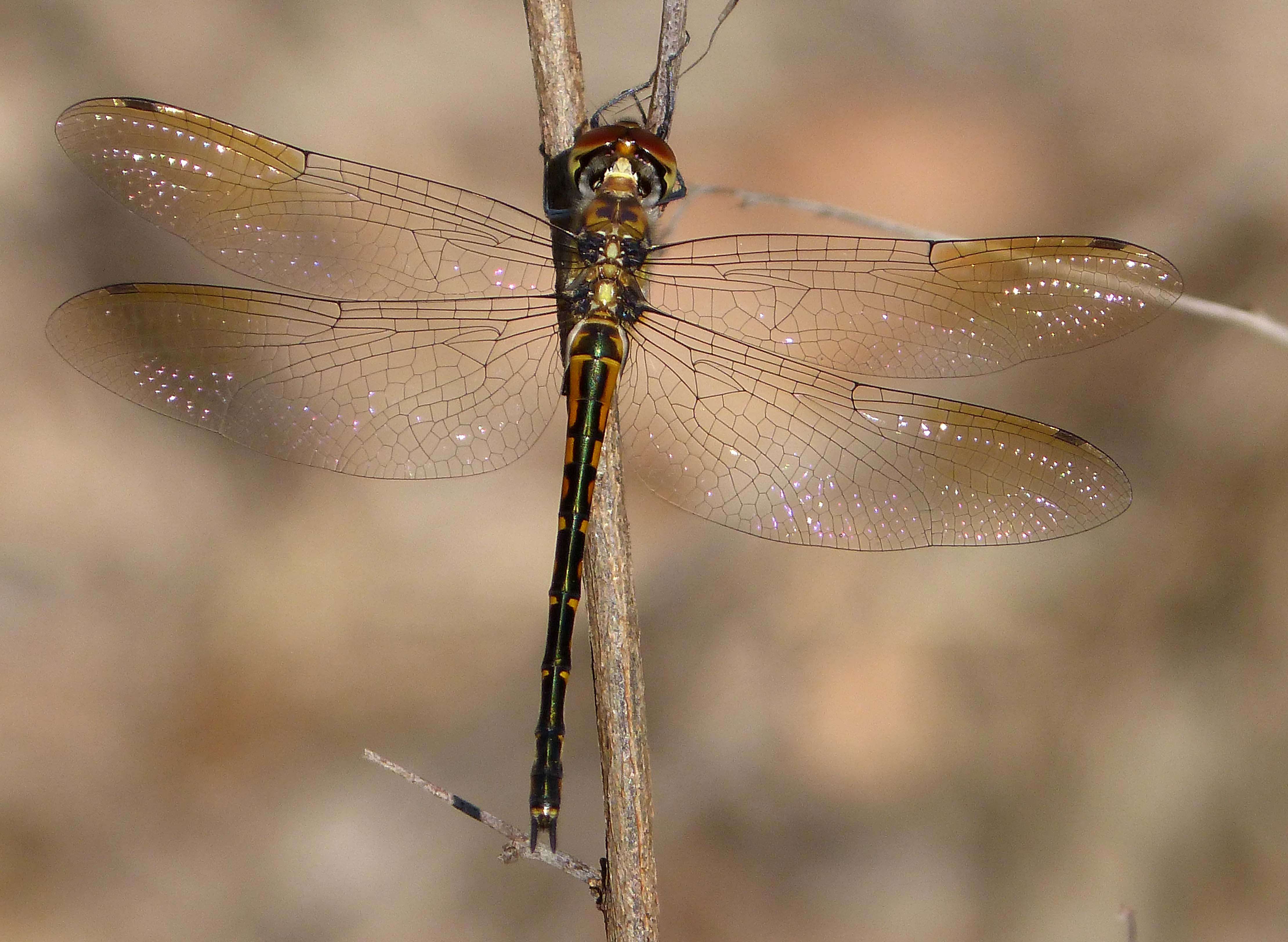 Sivun Hemicordulia australiae (Rambur 1842) kuva