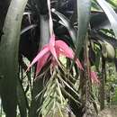 Image of Billbergia rosea Beer