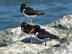 Image of Australian Pied Oystercatcher