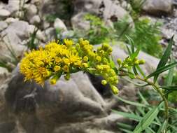 Image of Solidago pringlei Fern.