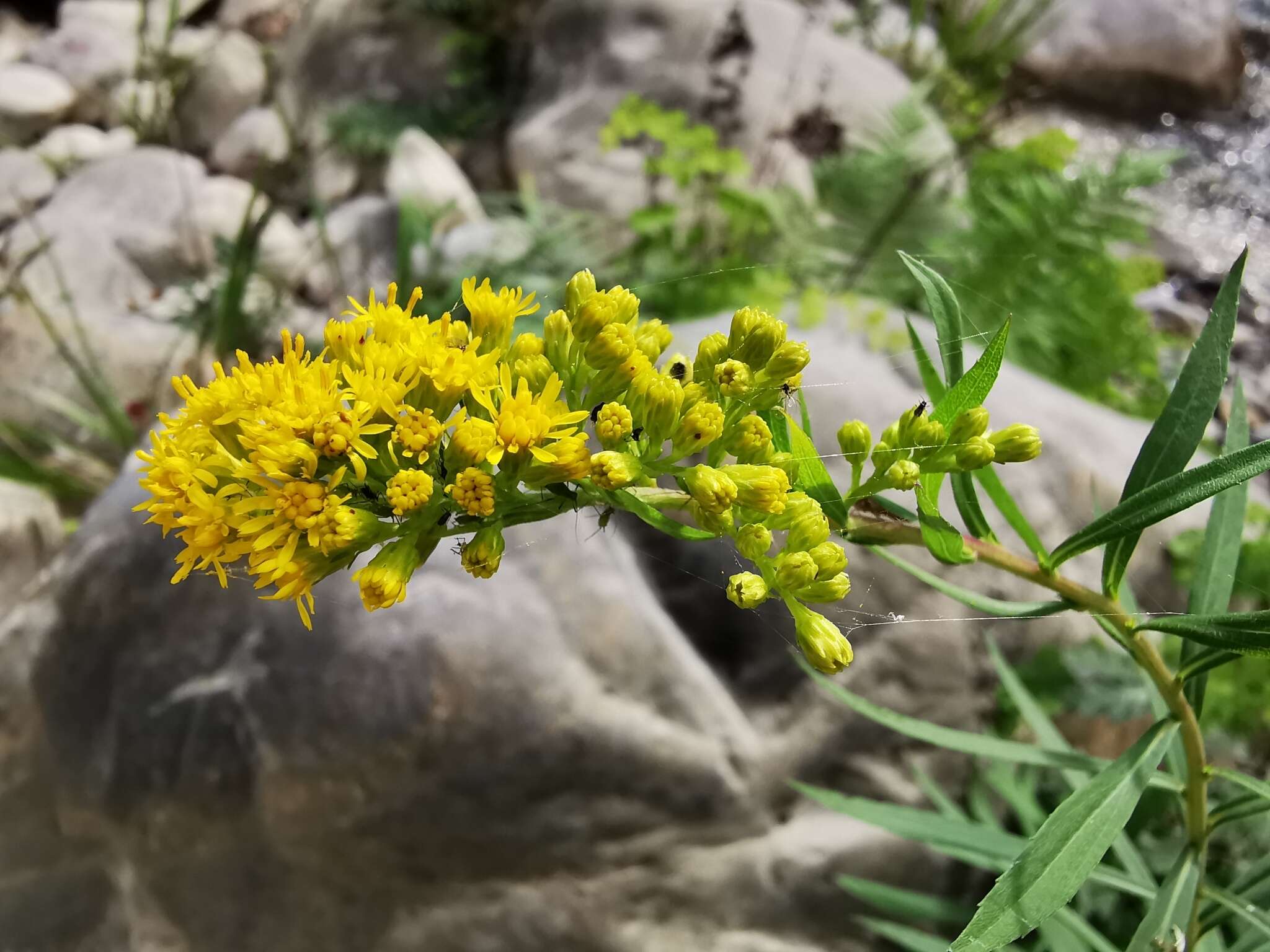 Image of Solidago pringlei Fern.