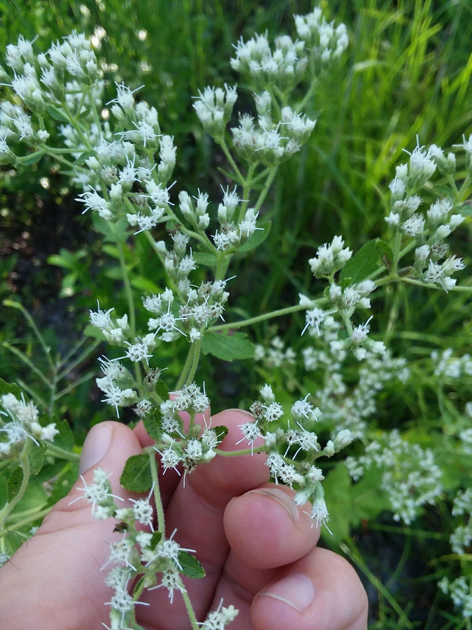 Eupatorium rotundifolium L. resmi