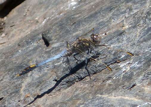 Imagem de Orthetrum caledonicum (Brauer 1865)