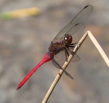 Слика од Orthetrum villosovittatum (Brauer 1868)