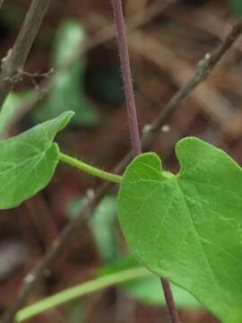 Image of Florida milkvine