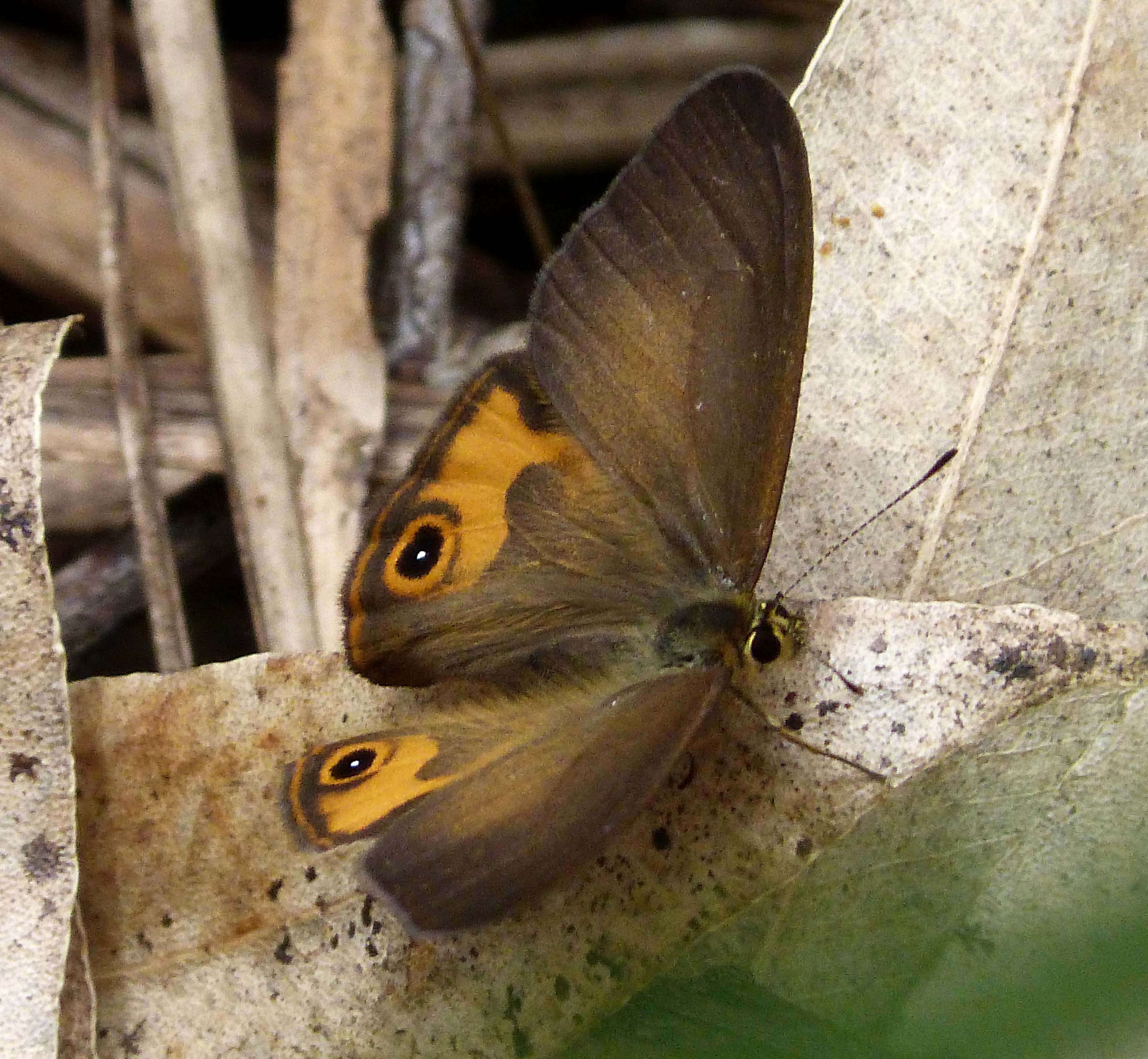 Image of Hypocysta metirius Butler 1875