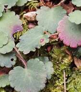 Imagem de Saxifraga hirsuta L.