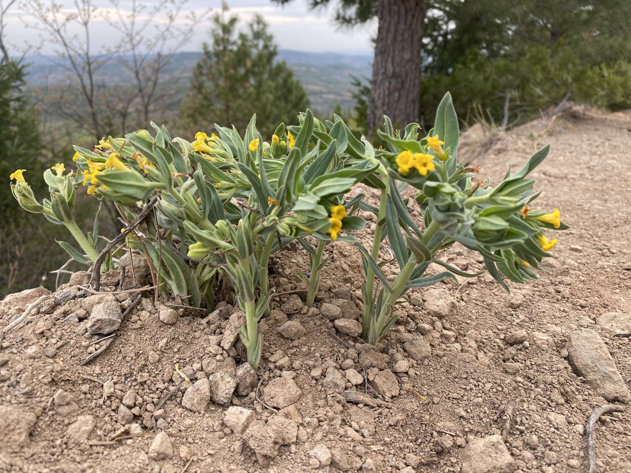 Image of California stoneseed