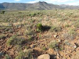 Image of Aloe broomii var. broomii