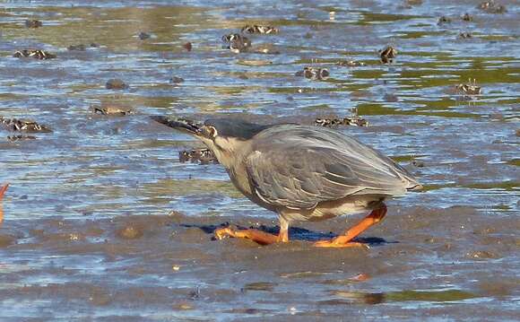 Image of Green-backed Heron