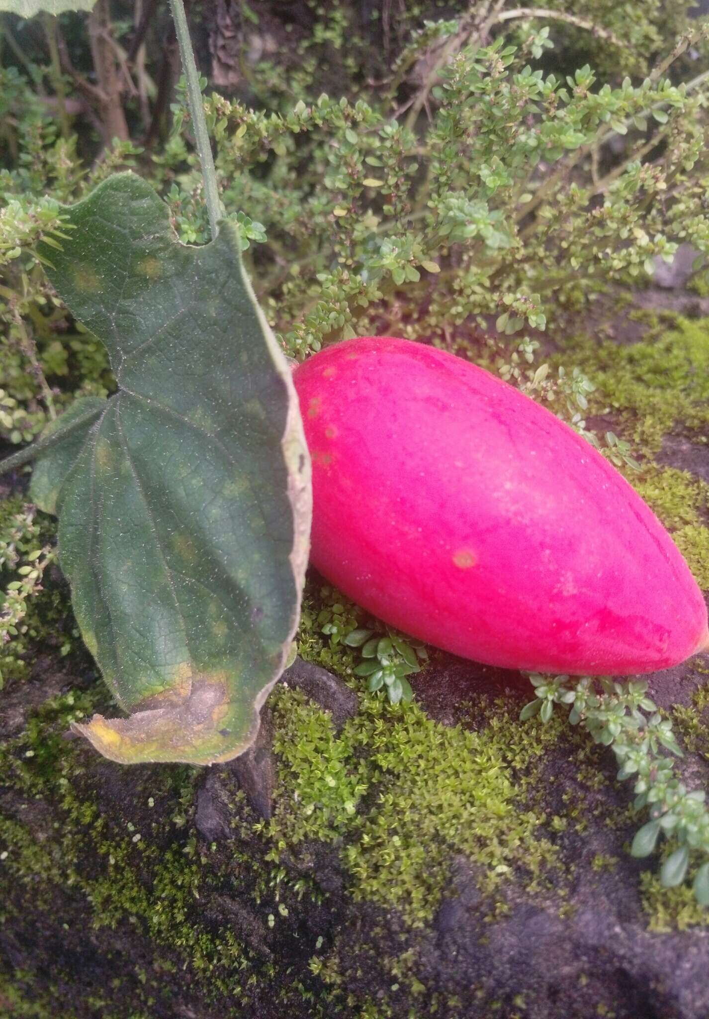 Image of Trichosanthes cucumeroides (Ser.) Maxim.