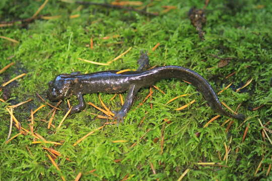 Image of Northwestern Salamander