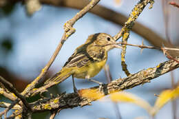 Image of Vireo bellii bellii Audubon 1844