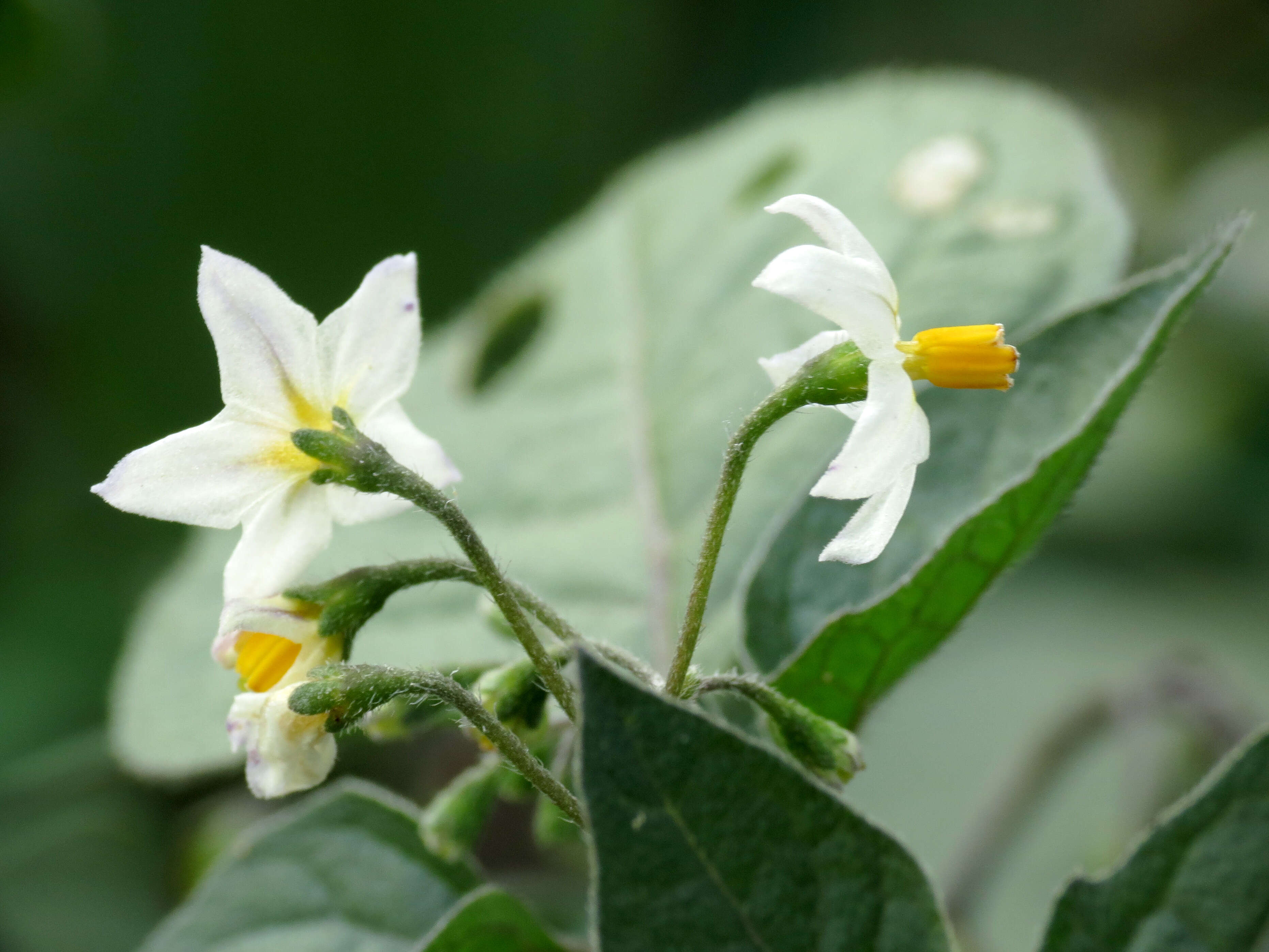 Plancia ëd Solanum nigrum L.