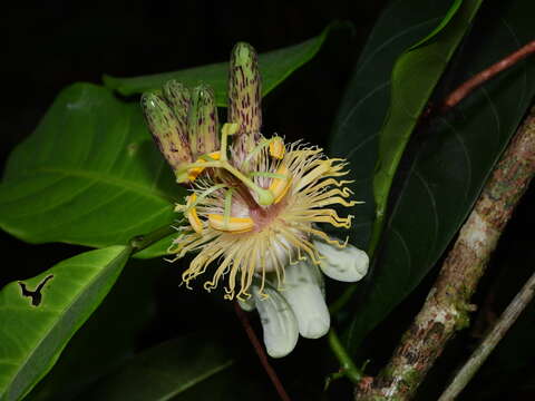 Image de Passiflora plumosa C. Feuillet & G. Cremers