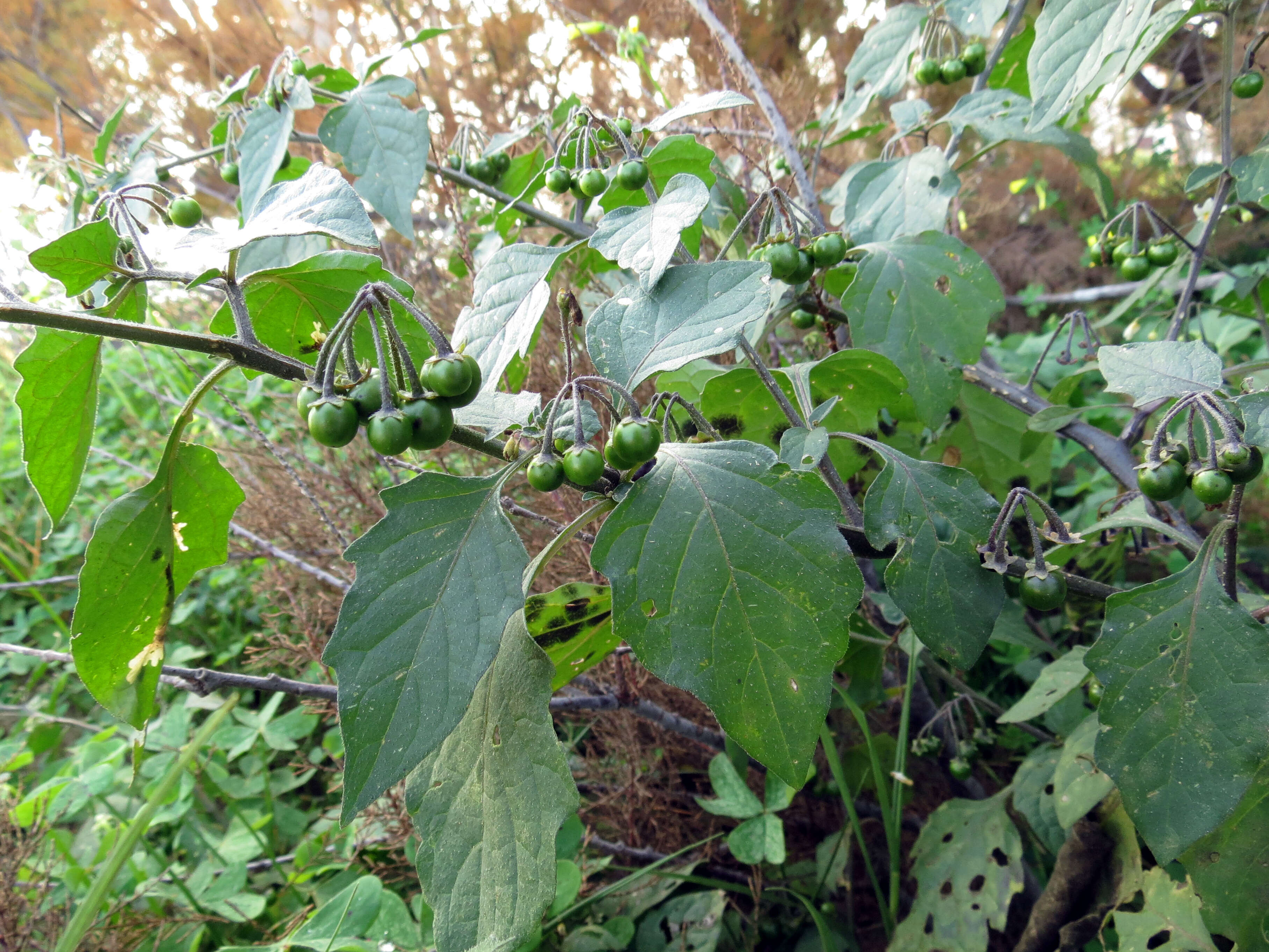 Plancia ëd Solanum nigrum L.