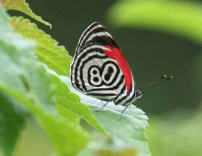 Image of 88 Butterfly