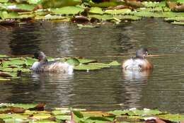 Image of Australasian Grebe