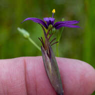 Sisyrinchium hitchcockii Douglass M. Hend.的圖片