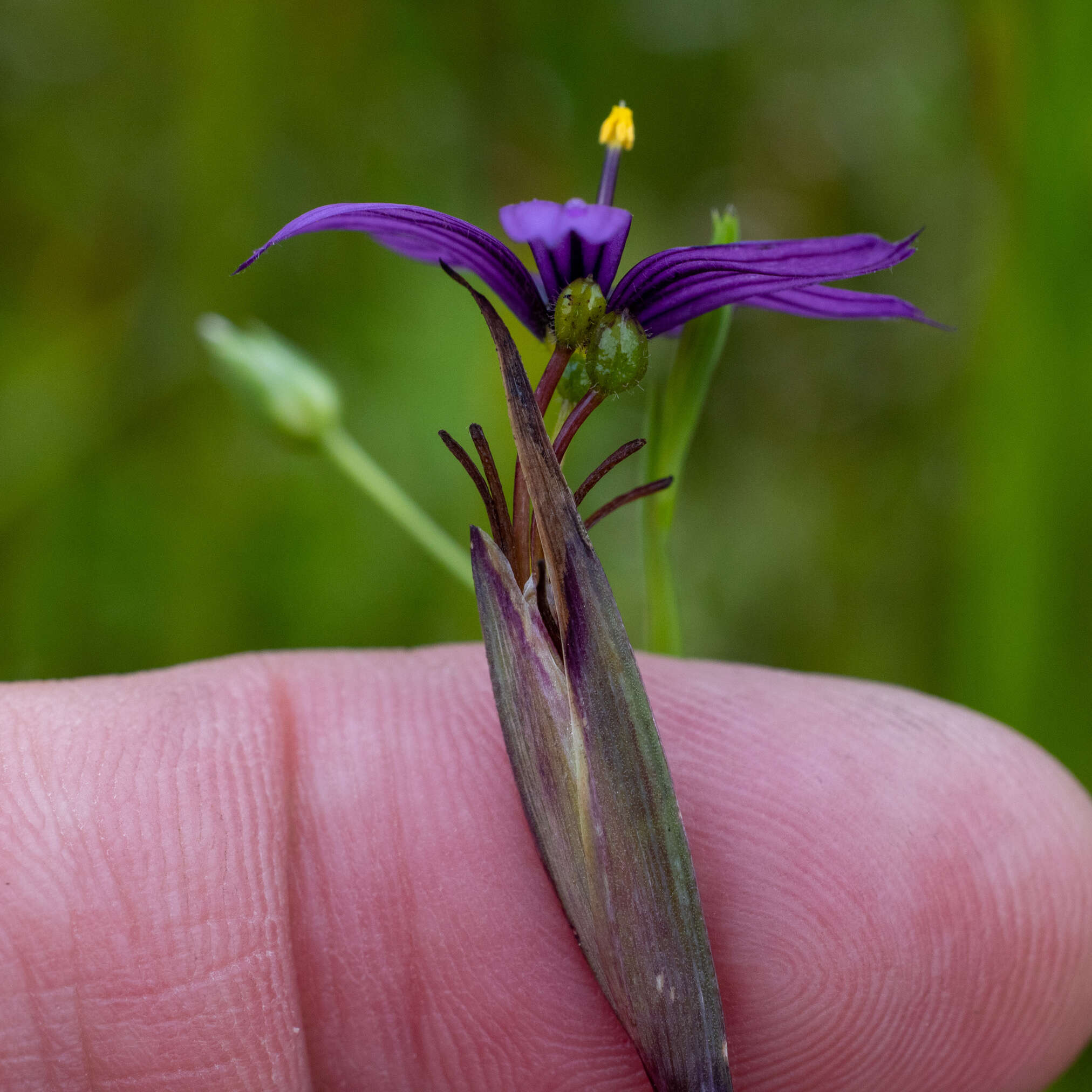 Sisyrinchium hitchcockii Douglass M. Hend.的圖片