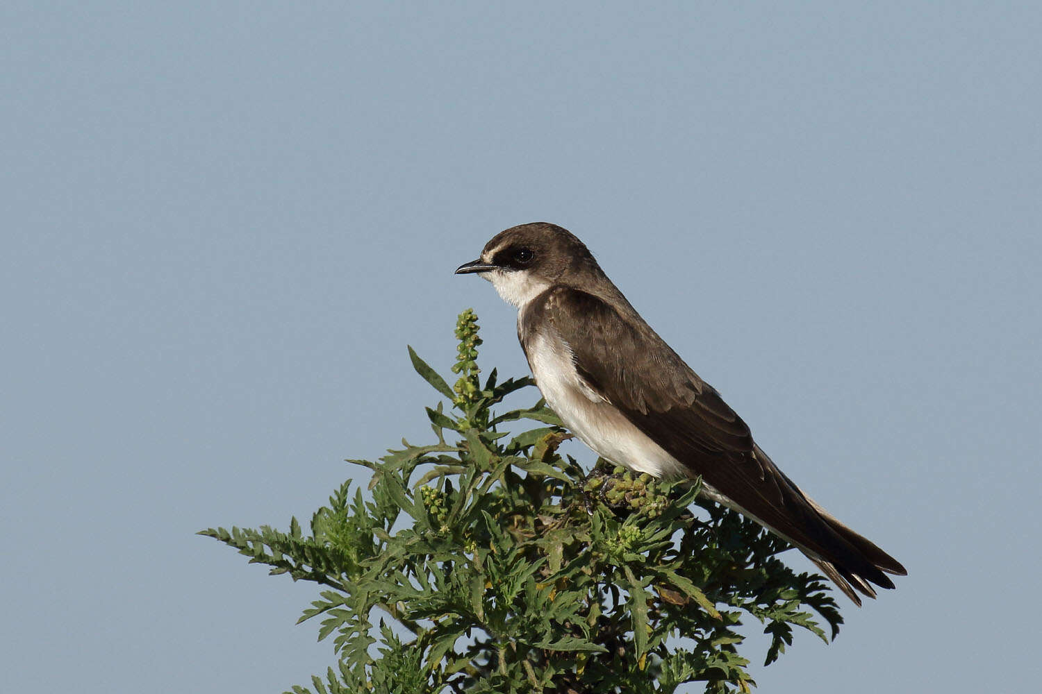 Image of Banded Martin