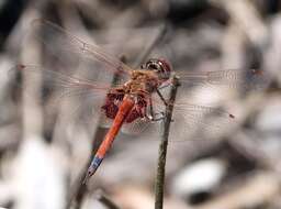 Image of Common Glider