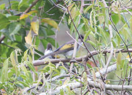 Image of Ashy Bulbul