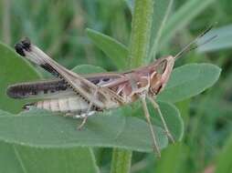 Image of Admirable Grasshopper