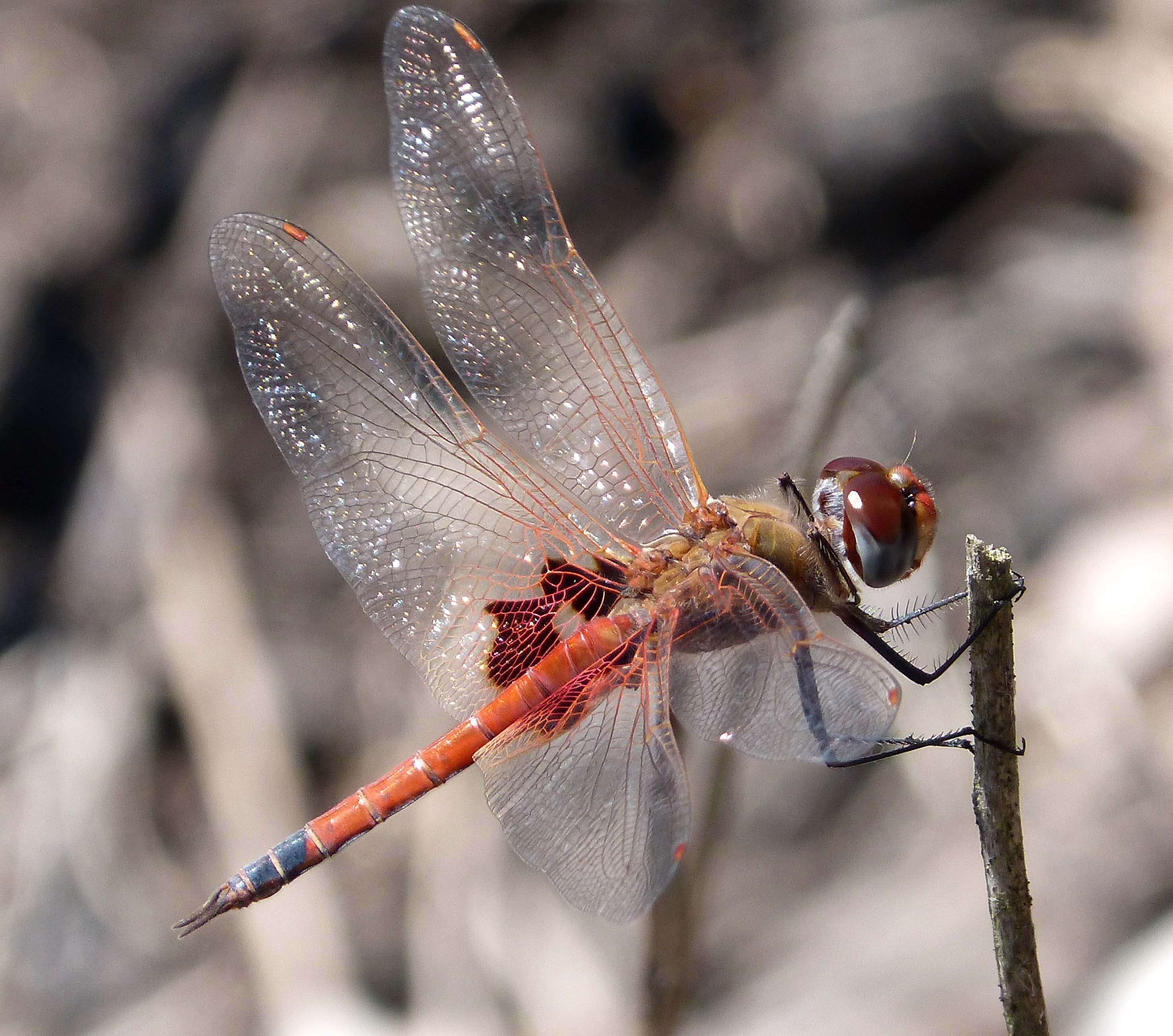 Image of Common Glider