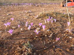 Image of Colchicum filifolium (Cambess.) Stef.