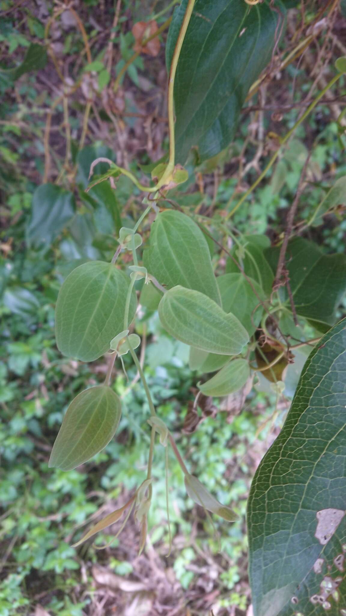 Image of Smilax ocreata A. DC.