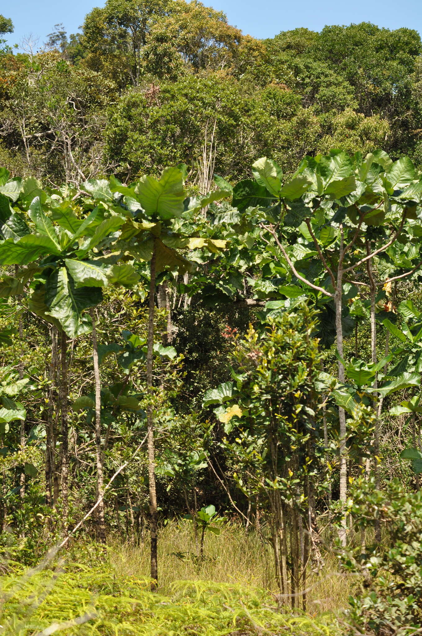 Image of Anthocleista madagascariensis Baker