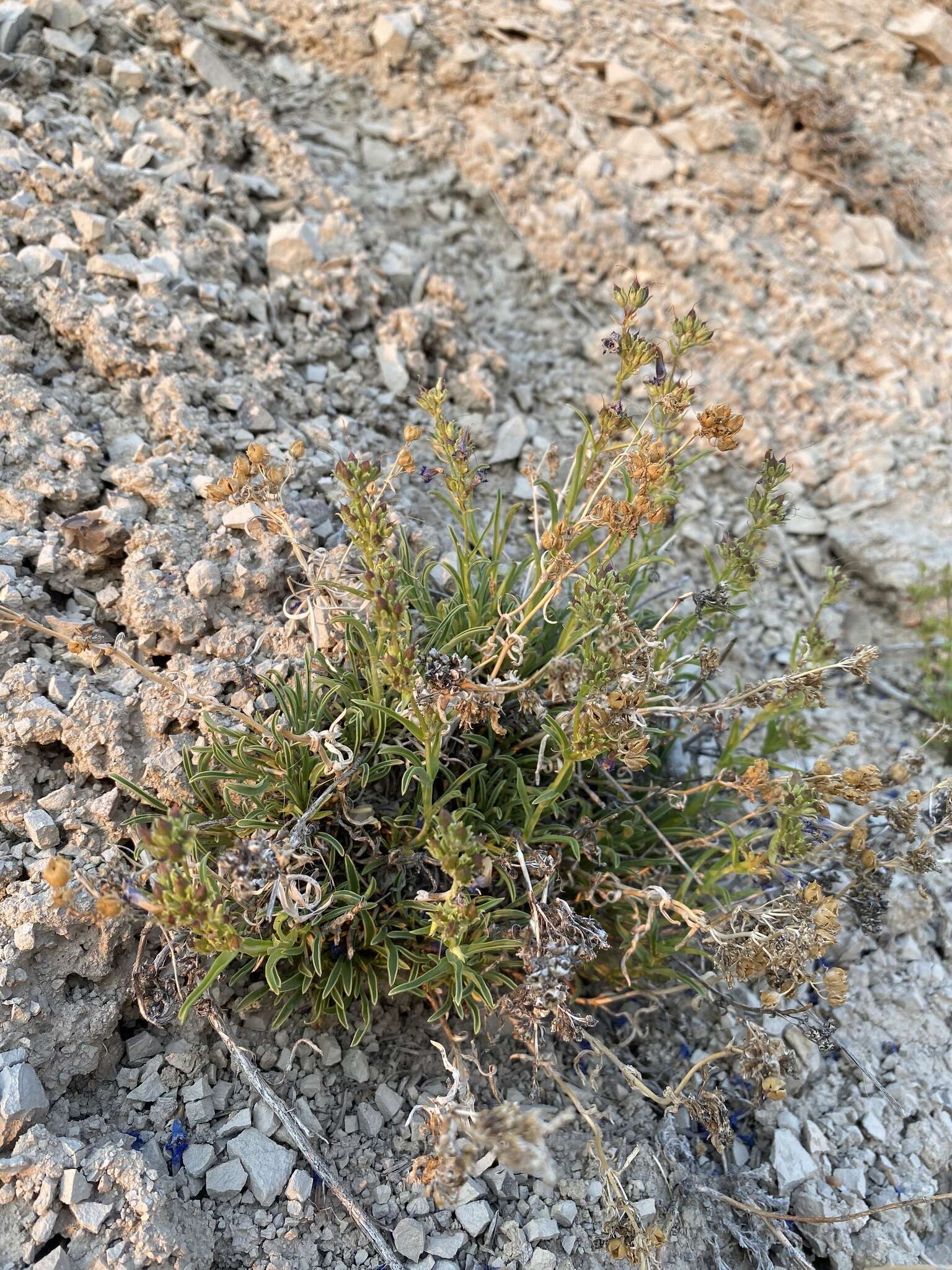 Image of stiffleaf penstemon