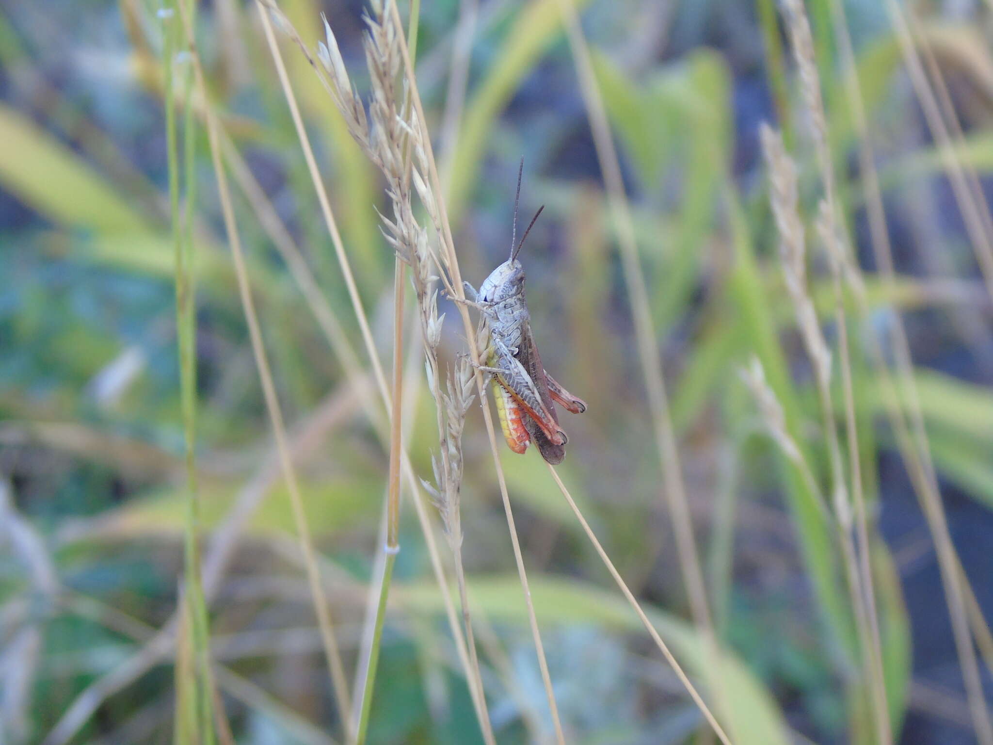 Chorthippus (Glyptobothrus) biguttulus subsp. euhedickei Helversen & O. resmi