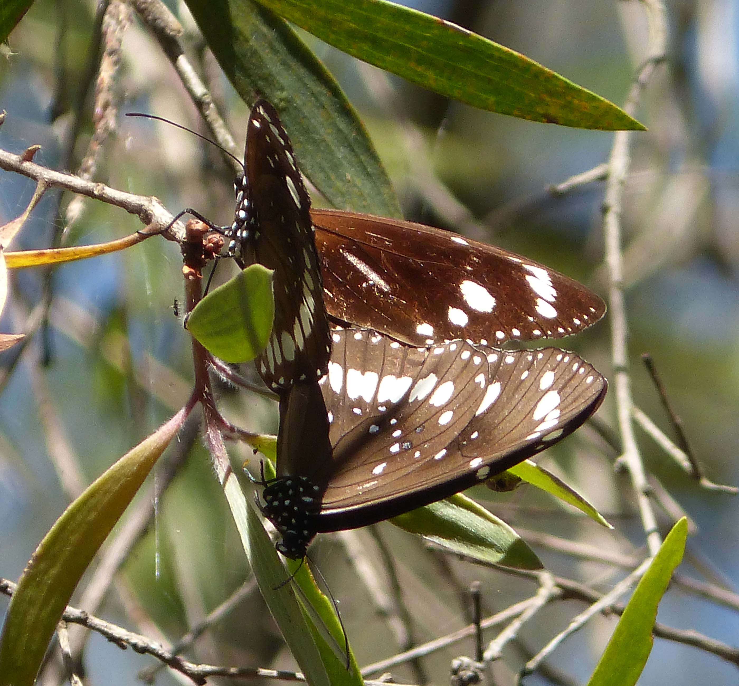 Image of Euploea core Cramer 1780