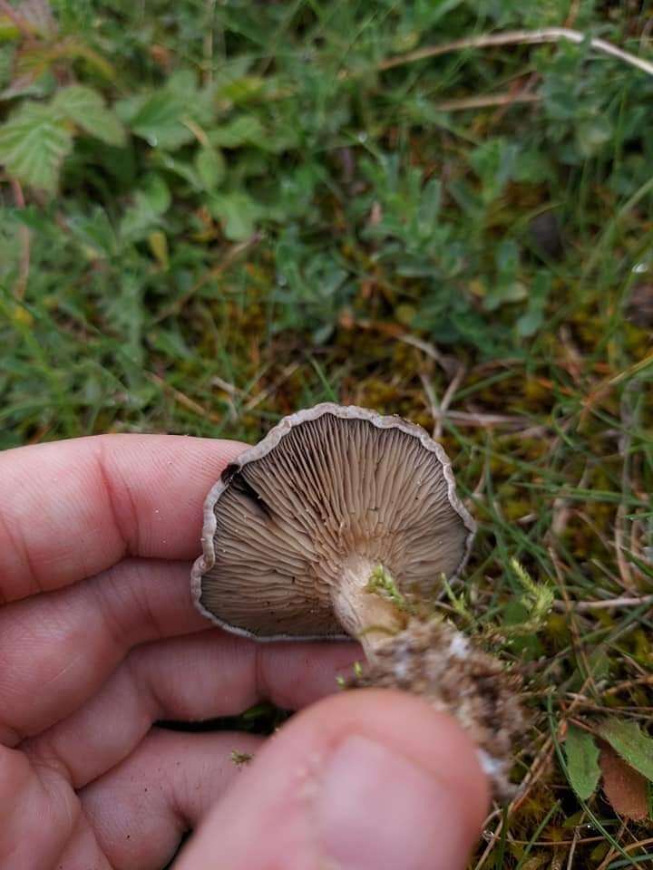 Image of Clitocella popinalis (Fr.) Kluting, T. J. Baroni & Bergemann 2014