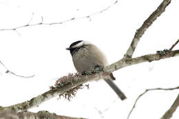 Image of Poecile montanus montanus (Conrad von Baldenstein 1827)