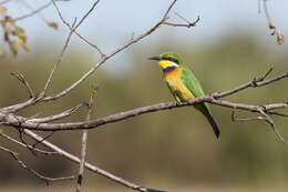 Image of Blue-breasted Bee-eater