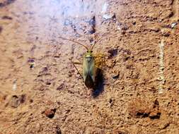 Image of alfalfa plant bug