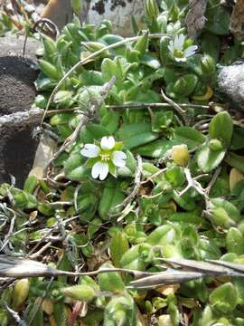 Plancia ëd Cerastium diffusum Pers.