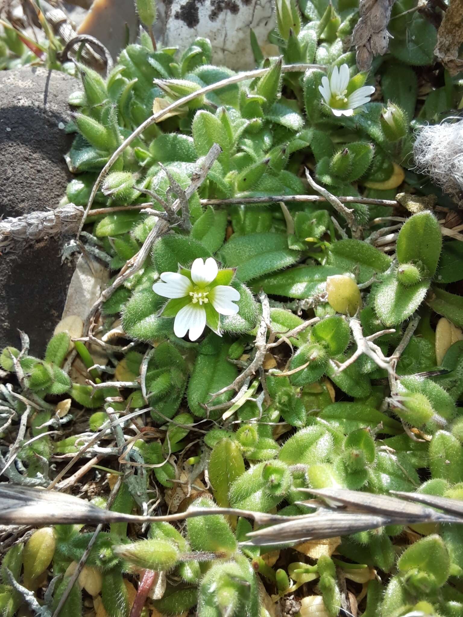 Image of fourstamen chickweed