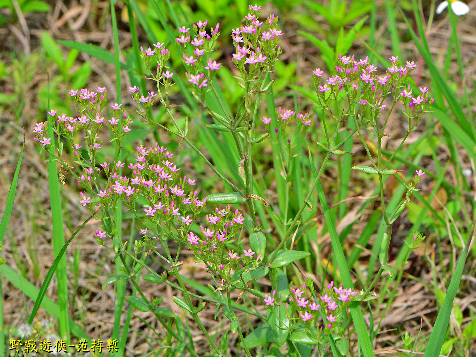 Image of Centaurium pulchellum var. altaicum (Griseb.) Kitagawa & H. Hara