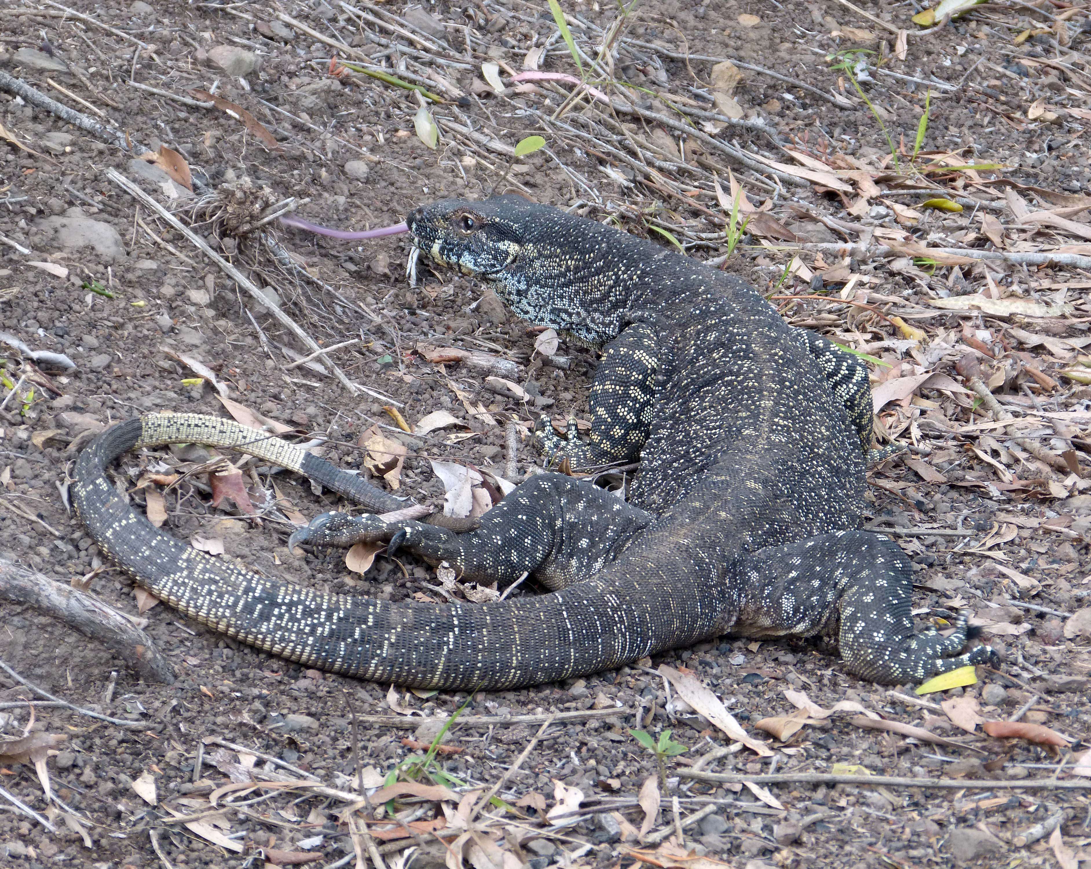 Image of Lace Monitor